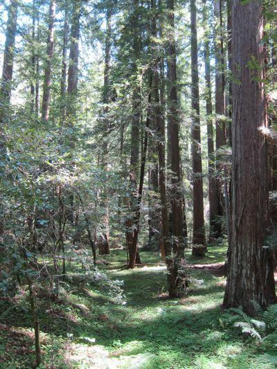 The Mendocino Tree景点图片