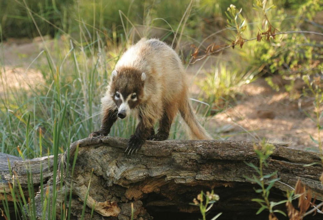 亚利桑那索诺拉沙漠博物馆-图森必去景点