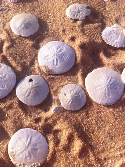 ‪Great Sand Sea ‬Tour-西瓦必去景点