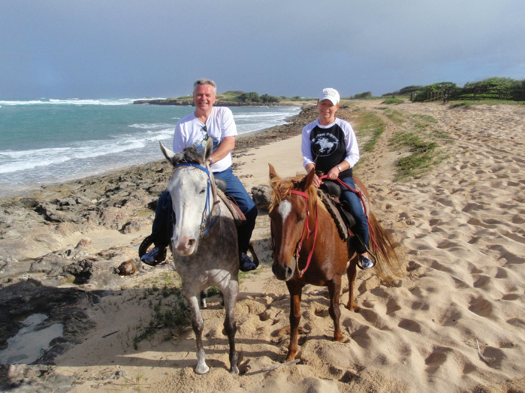 Kahuku-Kai Horse Ranch-卡胡库必去景点