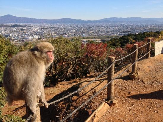 岚山岩田山猴子公园-京都市必去景点