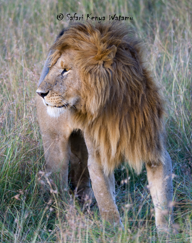 Safari Kenya Watamu-瓦塔木必去景点