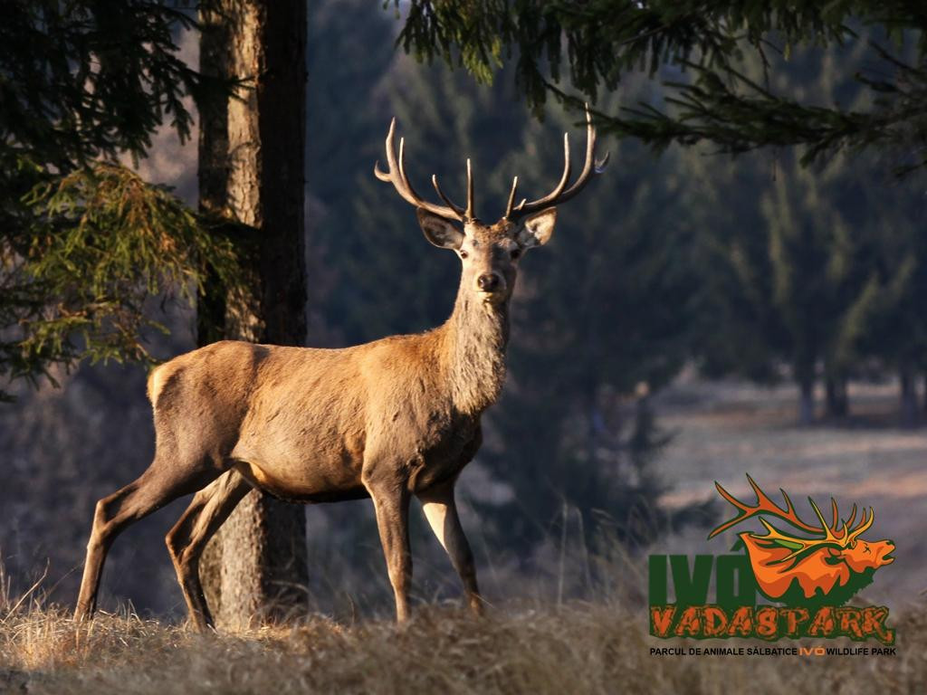 Ivo Wildlife Park景点图片