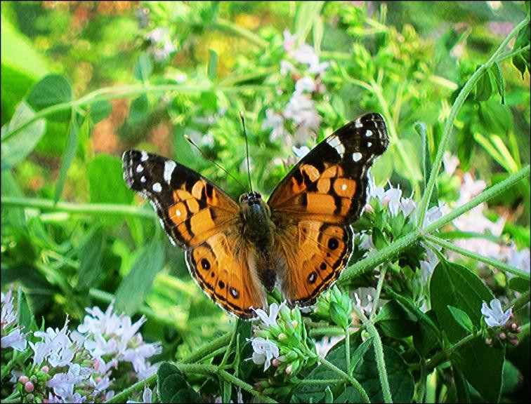 Paul Smith's College VIC-Paul Smiths必去景点