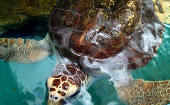 Gulf Specimen Marine Lab & Aquarium-Panacea必去景点