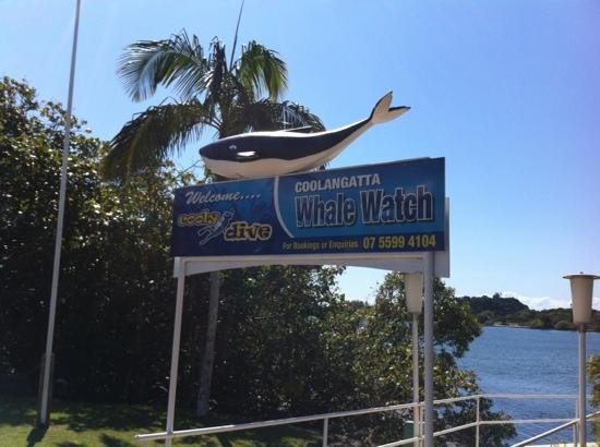 Coolangatta Whale Watch景点图片