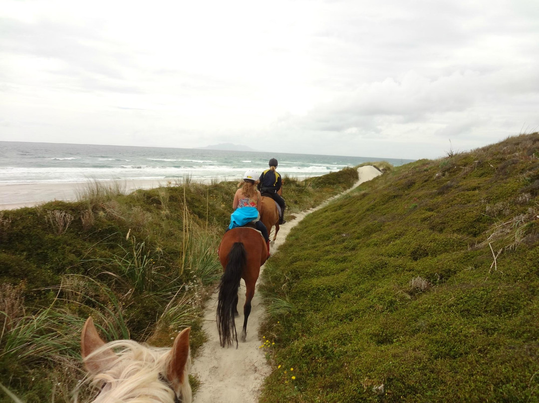 Pakiri Beach Horse Rides - Day Tours-韦尔斯福德必去景点