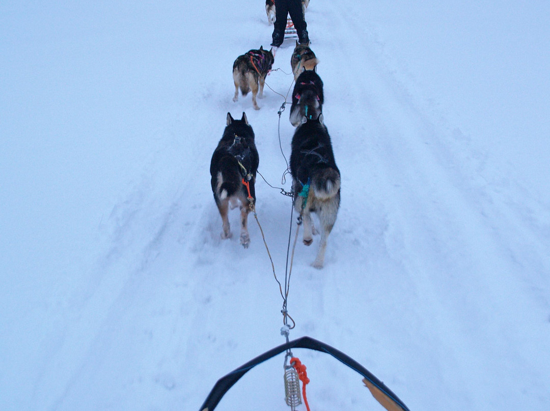 Kamisak Husky and Horse Expeditions - Day Tours景点图片