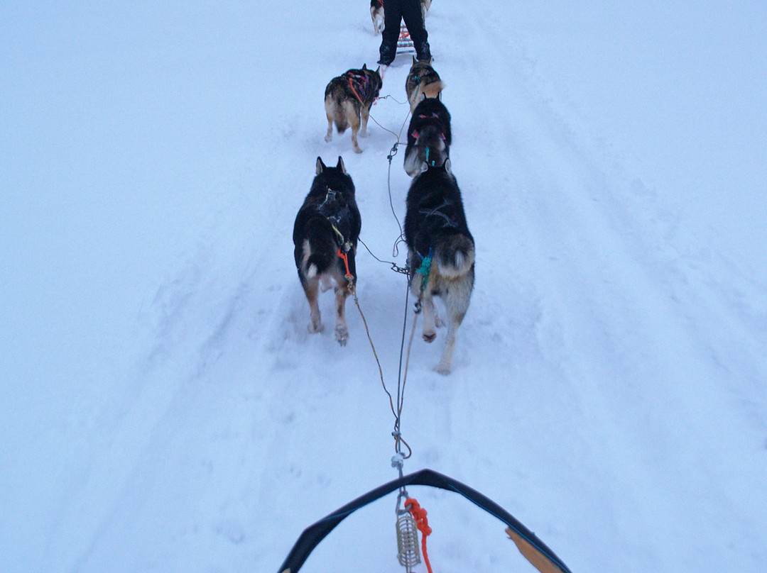 Kamisak Husky and Horse Expeditions - Day Tours
