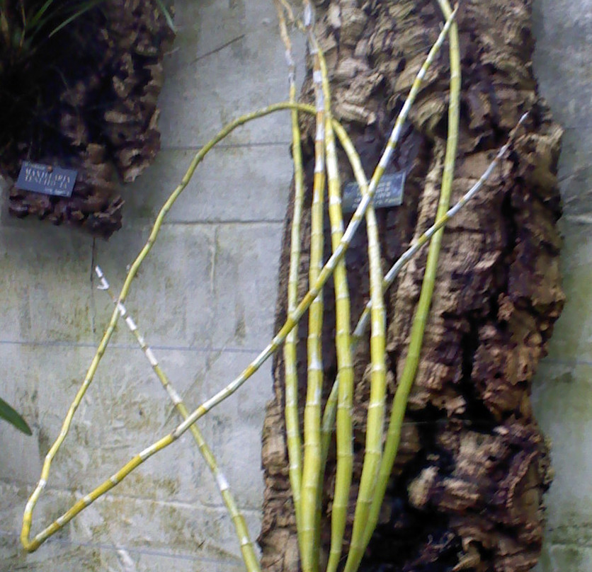 University of Oxford Botanic Garden-牛津必去景点