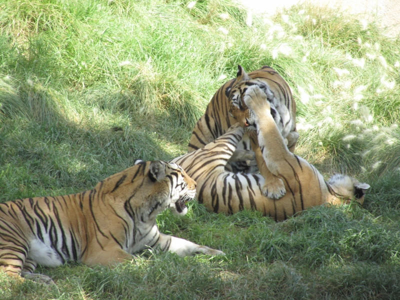 Terra Natura Benidorm-贝尼多姆必去景点