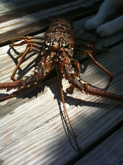 Spear It Key West-基韦斯特必去景点