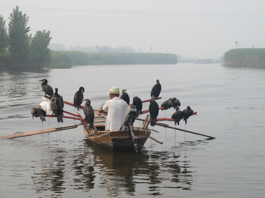 白洋淀景区-安新县必去景点