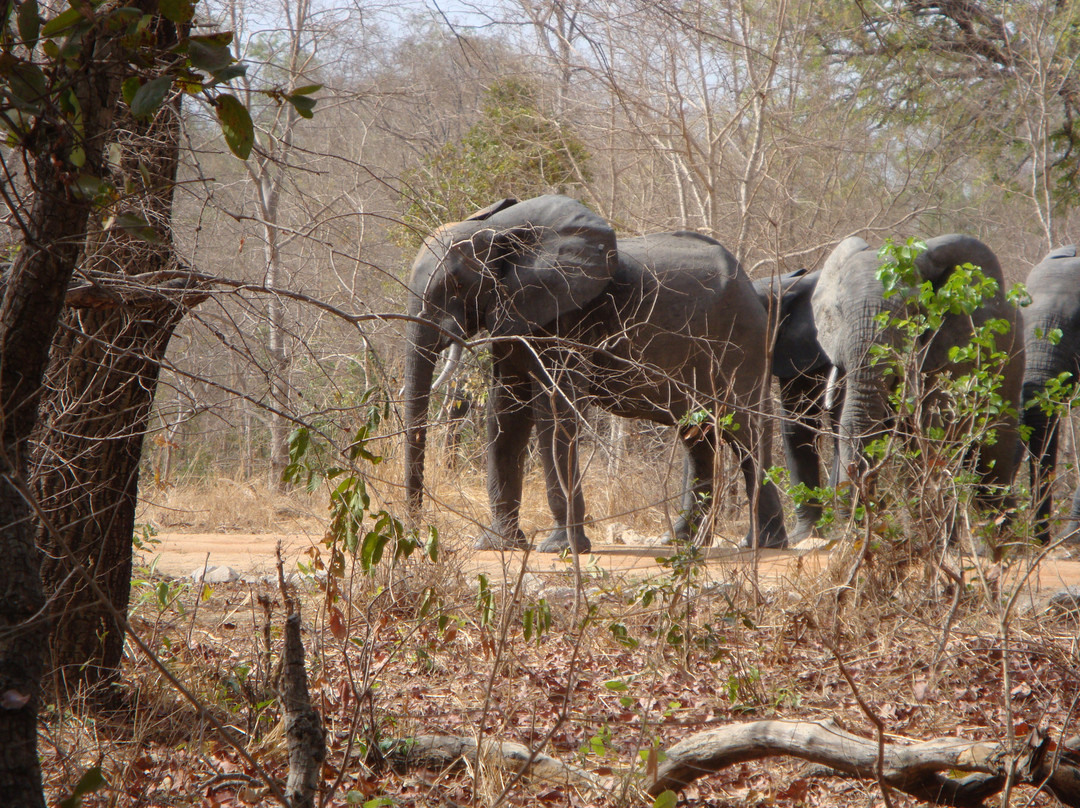 Reserve de Nazinga-瓦加杜古必去景点