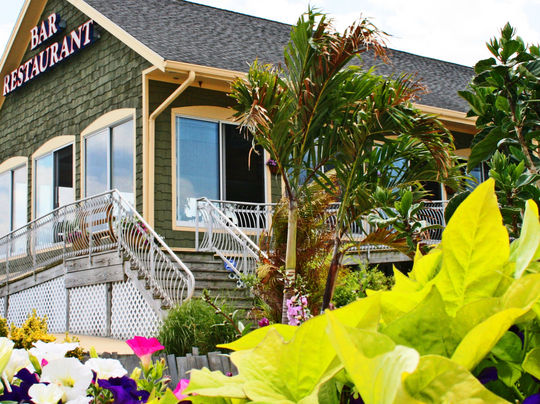 The Shark on the Harbor