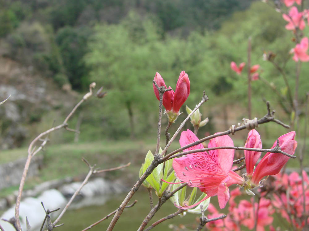 天堂寨天泰度假村主图