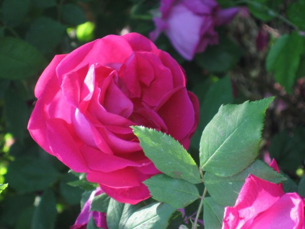 Red Butte Garden-盐湖城必去景点