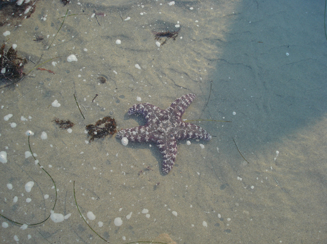 El Pescador State Beach景点图片