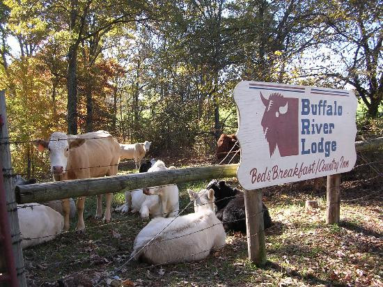 Buffalo River Lodge主图