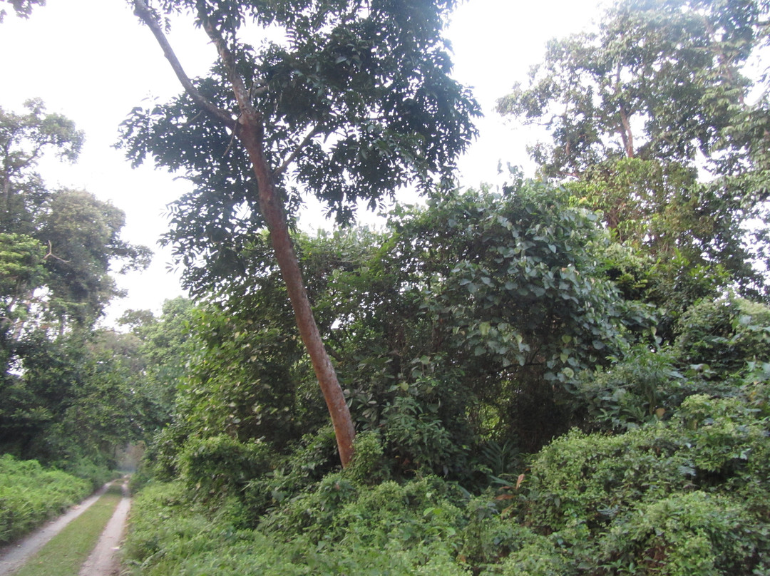 Chilapata Wildlife Sanctuary景点图片