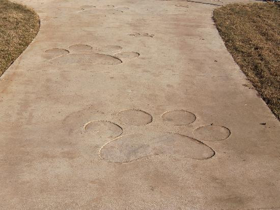 Tails and Trails Dog Park-阿灵顿必去景点