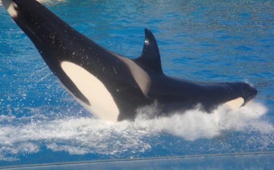 圣地亚哥海洋世界-圣地亚哥必去景点