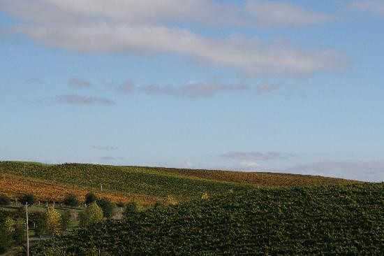 卡内罗斯酒庄-纳帕必去景点