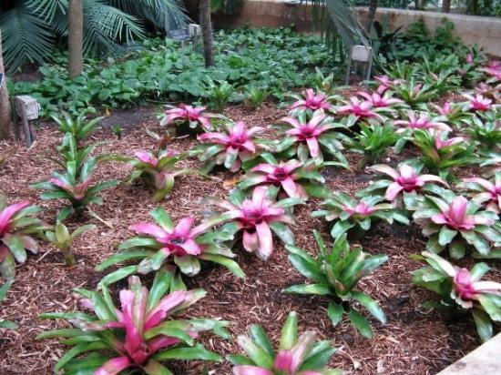 圣安东尼奥植物园-圣安东尼奥市必去景点