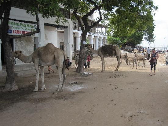 拉穆古镇-拉穆岛必去景点