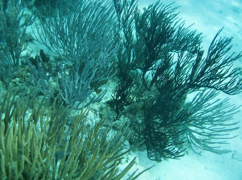 Capt. Marvin’s Watersports Ltd-乔治城必去景点