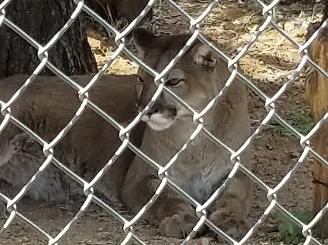 Heritage Park Zoo-普雷斯科特必去景点