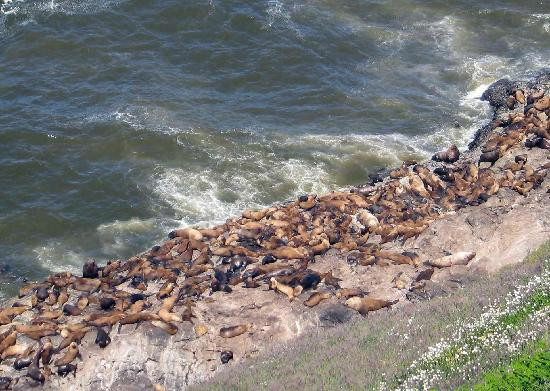 Sea Lion Caves-弗洛伦斯必去景点