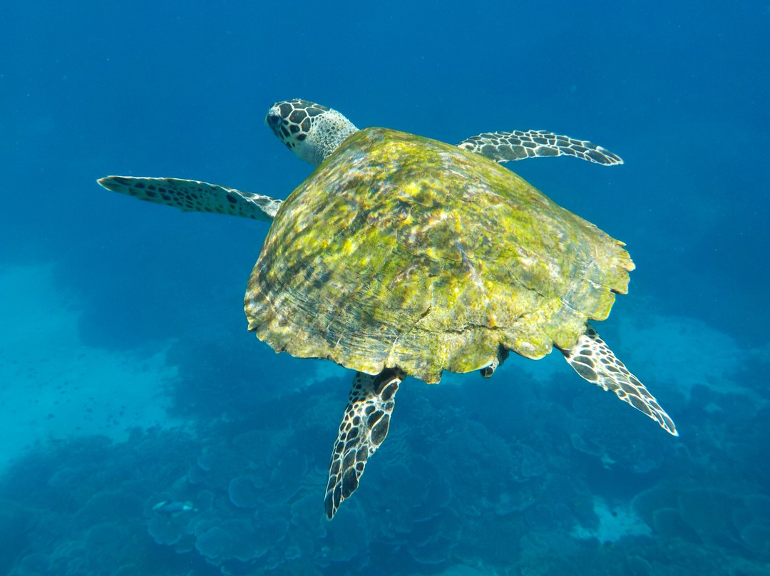 Bintang Komodo Tours-Labuan Bajo必去景点