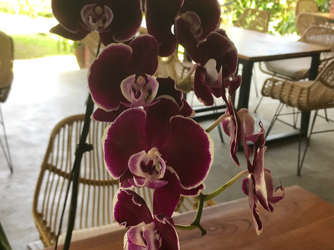 巴厘兰花园-登巴萨必去景点