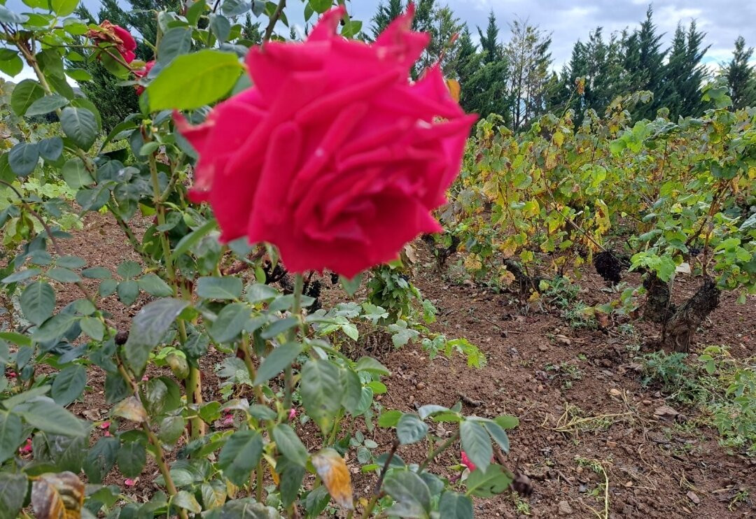 Bodegas Vina Ijalba S.A.-洛格罗尼奥必去景点