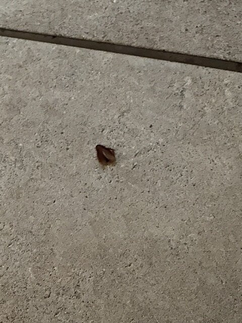 Pestana Kruger Lodge主图