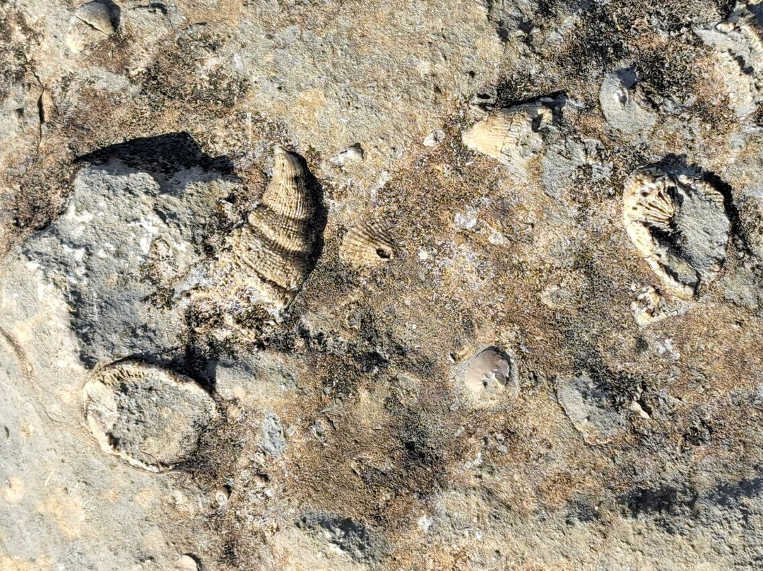 Falls of the Ohio State Park-Clarksville必去景点