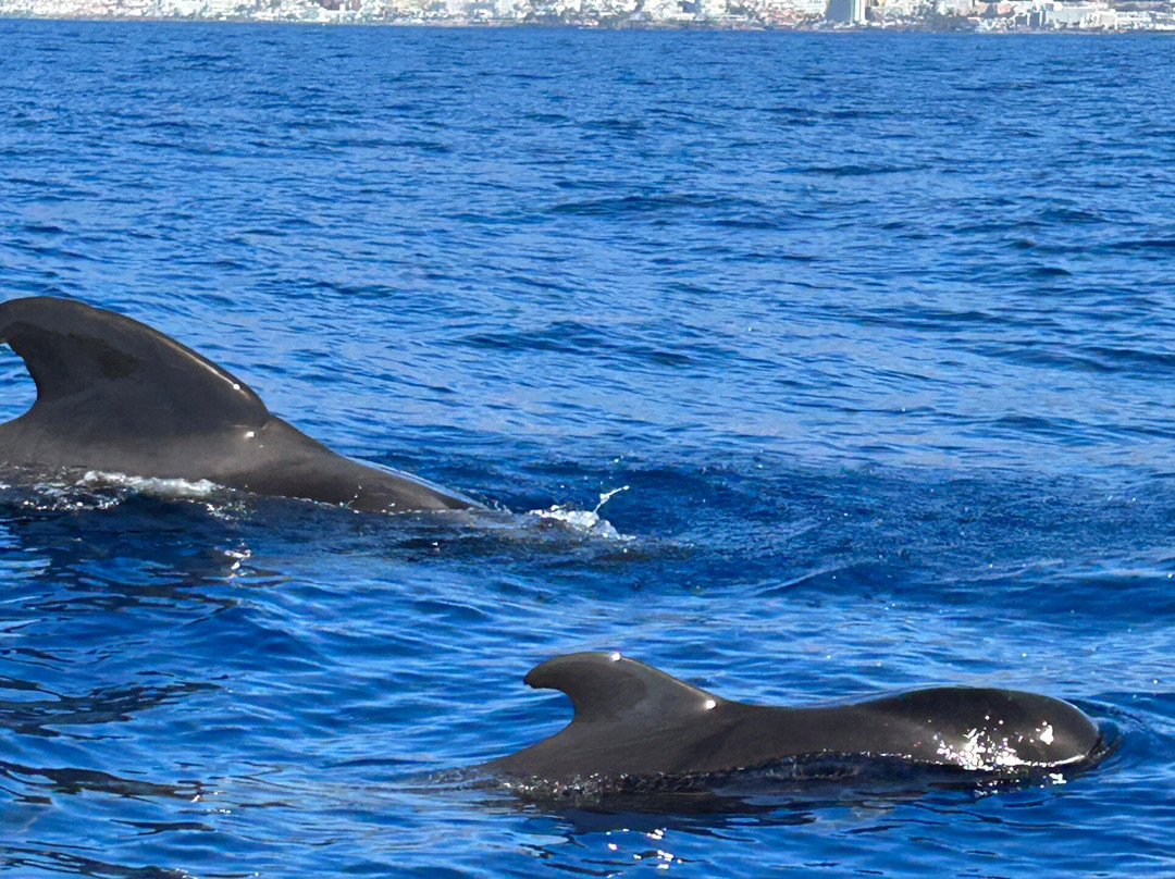 Whale Watch Tenerife-奥德杰海岸必去景点