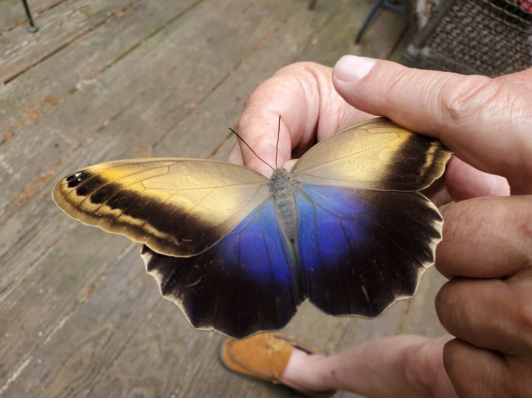 My Time Butterfly Garden-Miramar必去景点