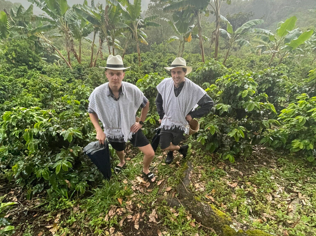 entre bosques finca de café