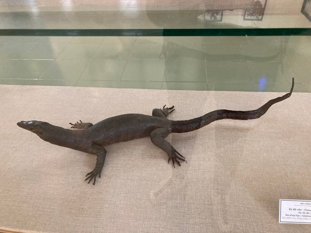 Hai Phong City Museum-海防必去景点