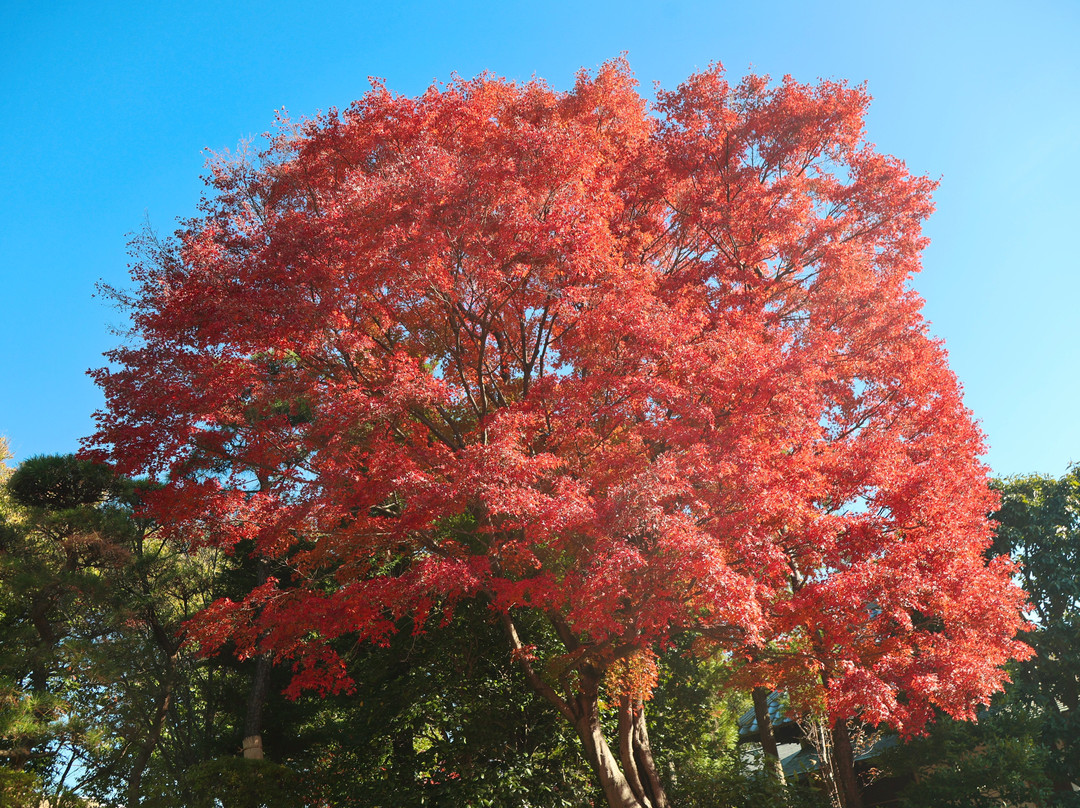 Hanataen Garden-越谷市必去景点