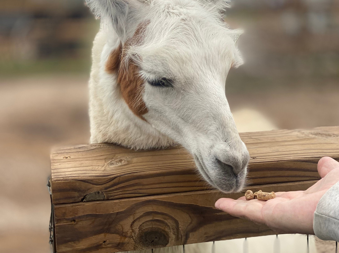 North Texas Safari Park-Bonham必去景点