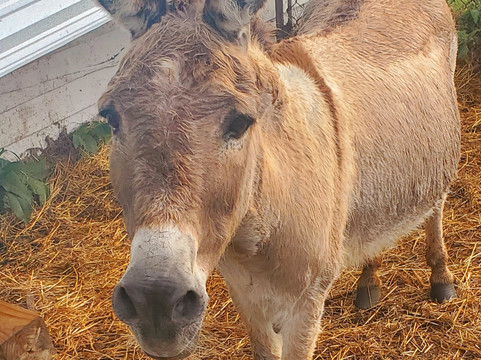 Secret Passage Ranch-Fort Valley必去景点