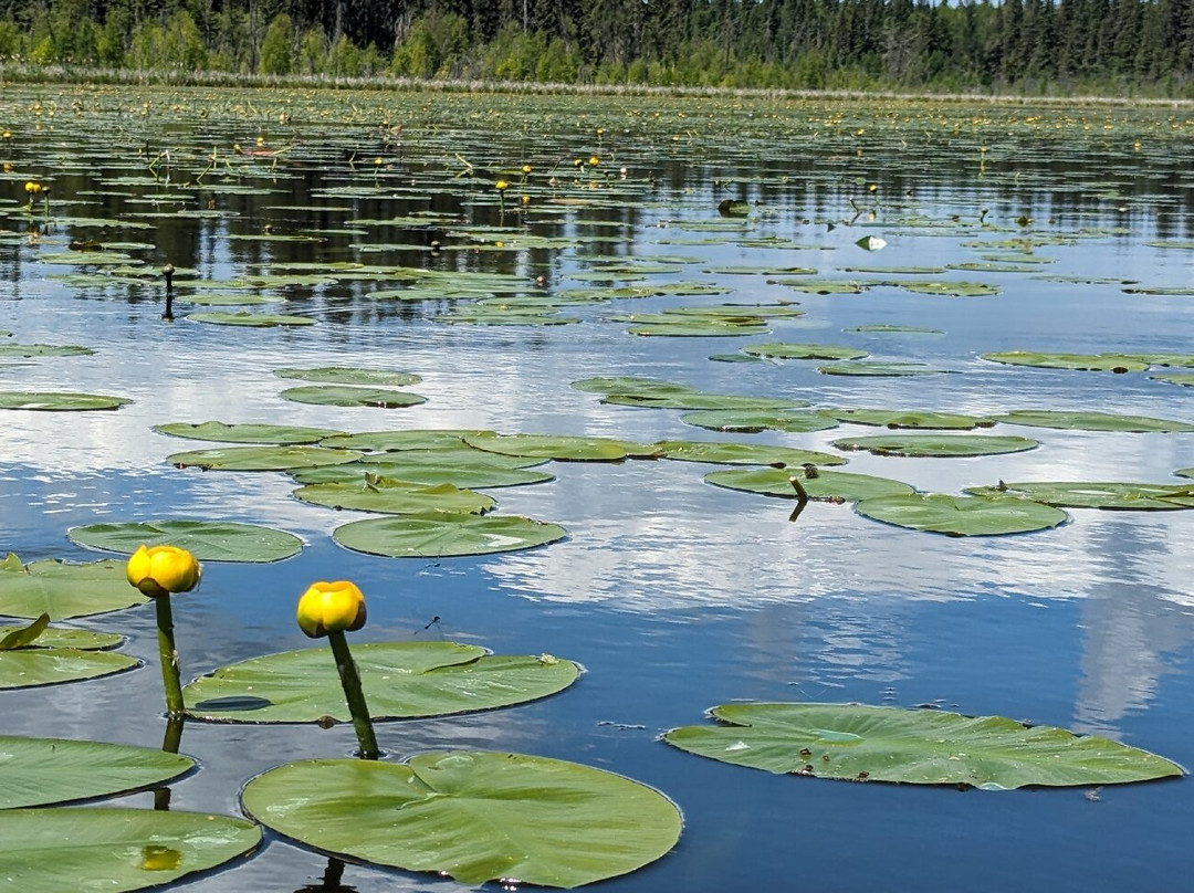 Meadow Lake Provincial Park-Meadow Lake必去景点