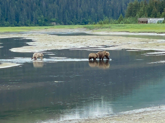 Scenic Bear Viewing-荷马必去景点