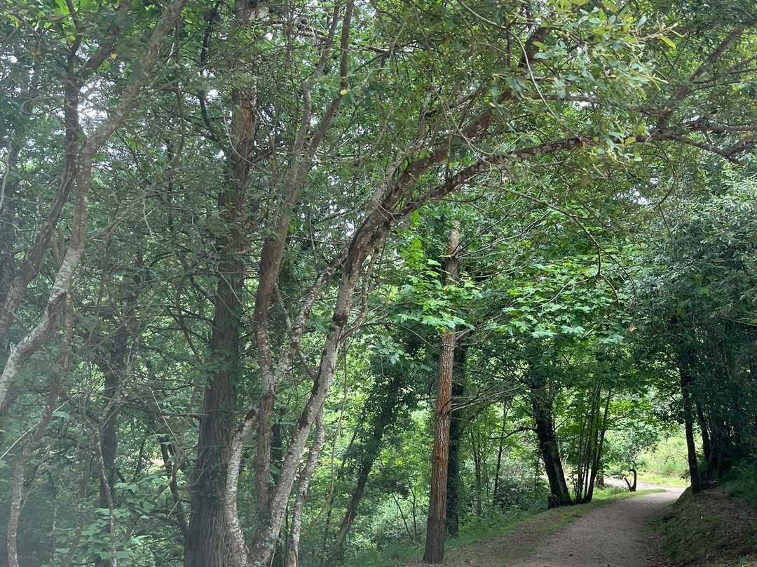 Natural Monument of the Sequoias of Monte Cabezón景点图片