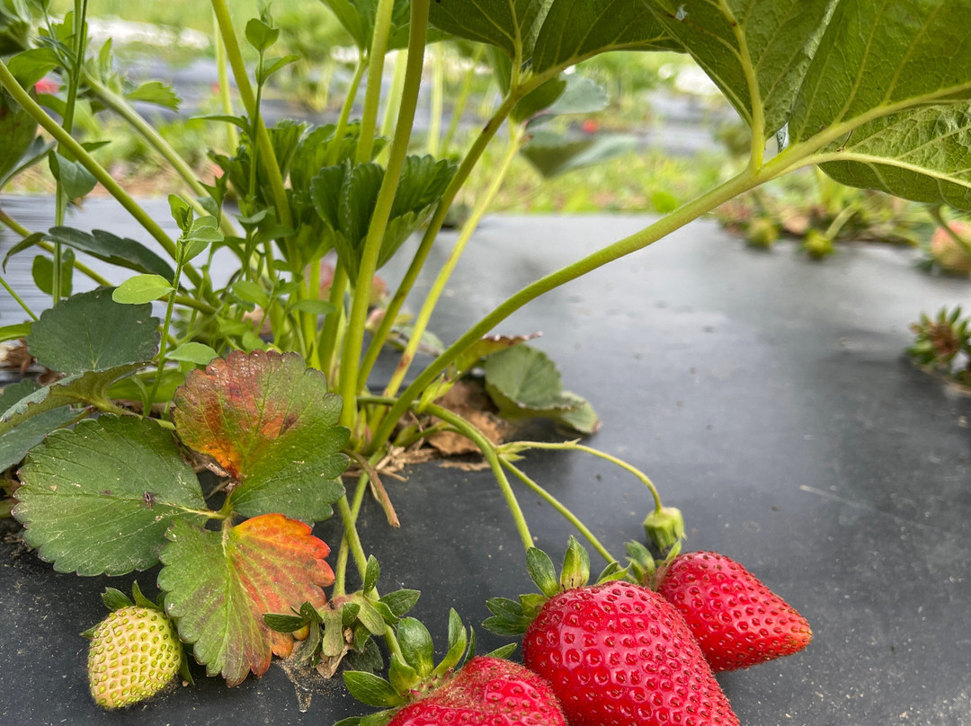 The Ten Acre Garden-Canton必去景点
