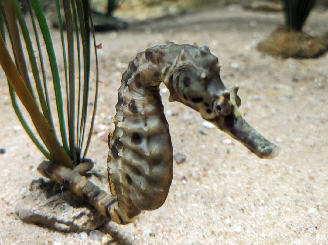 Aquarium Wilhelmshaven-威廉港必去景点