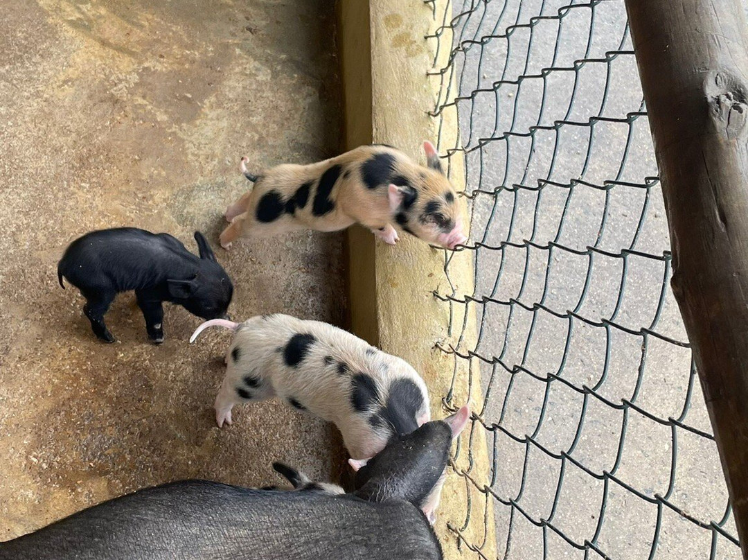 Mini Fazenda Pet Zoo-Cotia必去景点